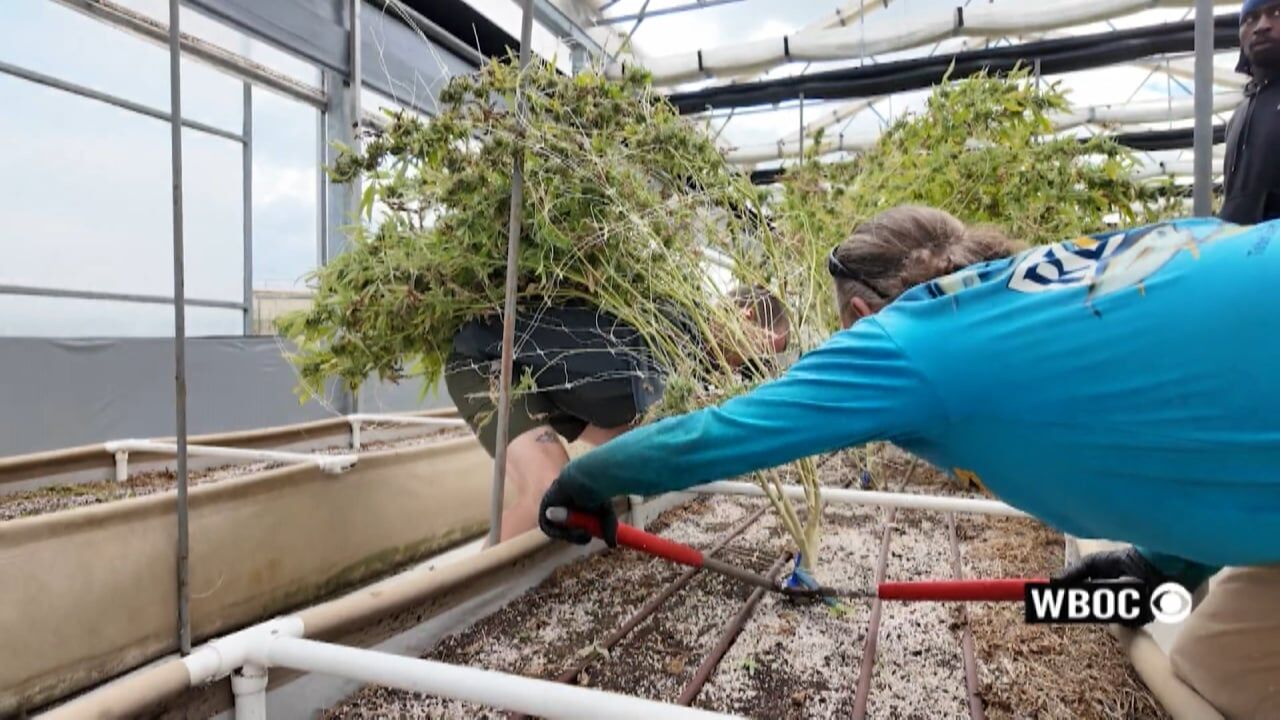 Cannabis cultivation is taking root on Maryland's Eastern Shore